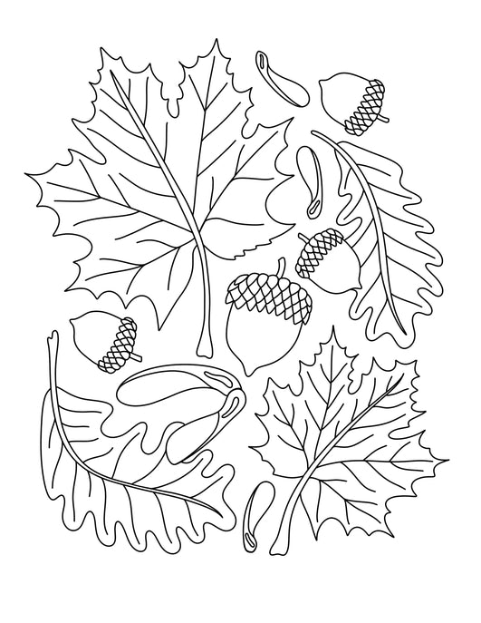 Imagine A Maple Tree Coloring Book - inkpaperfable